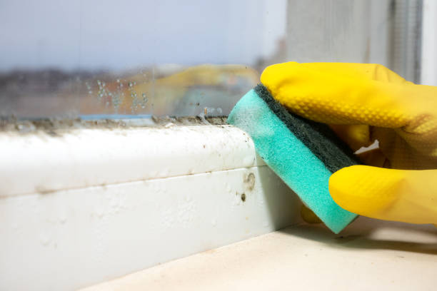 Best Commercial Mold Removal  in Beckley, WV