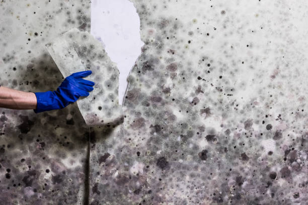 Best Emergency Mold Removal  in Beckley, WV