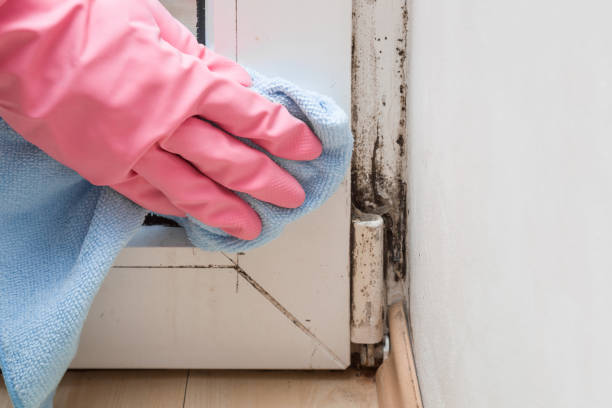 Professional Mold Removal in Beckley, WV