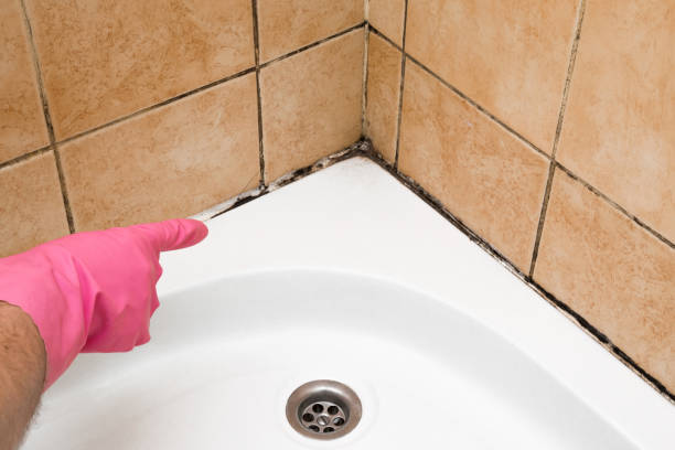 Best Fast Mold Removal  in Beckley, WV
