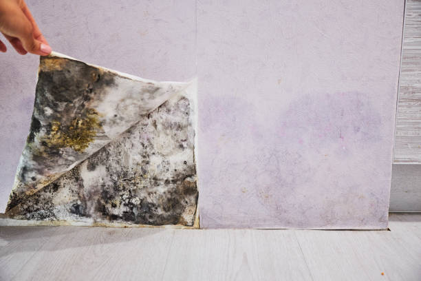 Best Toxic Mold Removal  in Beckley, WV